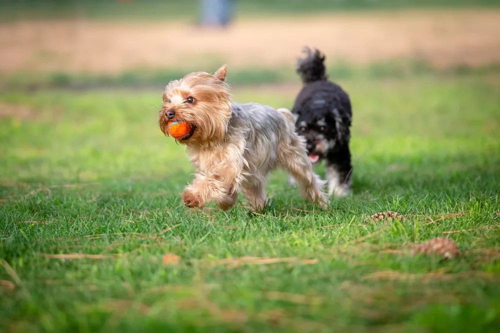 A small tan and grey dog runs across green grass with an orange ball in its mouth, followed by a black shaggy dog.